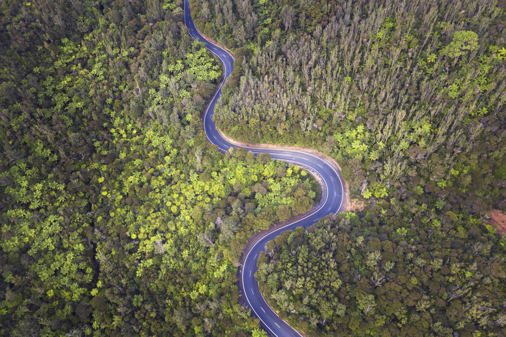 aerial view of a windy road in forested hills showing tree frens and native NZ bush